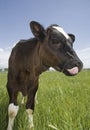 Funny holstein calf with tongue in nose Royalty Free Stock Photo