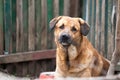 funny homeless brown dog with sad eyes and black ears