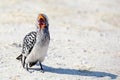 Hornbill bird with bright yellow beak stands on the ground close up on safari in Chobe National Park, Botswana, Southern Africa Royalty Free Stock Photo