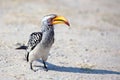 Hornbill bird with bright yellow beak stands on the ground close up on safari in Chobe National Park, Botswana, Southern Africa Royalty Free Stock Photo