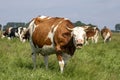Funny horned cow does moo, red and white in a pasture with other cows