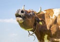 Funny horned cow does moo with stretched neck and her head uplifted