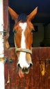 Funny Horse Head on the farm