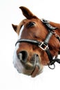 Funny horse Royalty Free Stock Photo
