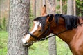 Funny horse chewing on the tree log