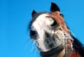 Funny horse closeup on blue background