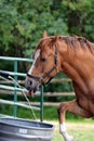 Funny horse drinking and playing with water as the water trough fills up