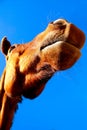 Funny horse face Royalty Free Stock Photo