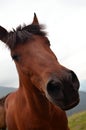 Funny horse face Royalty Free Stock Photo