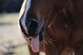 Funny horse face closeup with tongue out Royalty Free Stock Photo