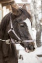 Funny horse-face with its tongue hanging out a carrot, funny horse Royalty Free Stock Photo