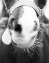 Funny horse-face with its tongue hanging out a carrot, funny horse Royalty Free Stock Photo