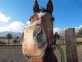 Funny horse face looking at camera Royalty Free Stock Photo