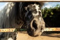 A funny horse face peeking out from behind the fence, close-up. Royalty Free Stock Photo