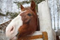 Funny horse face on a sunny spring day Royalty Free Stock Photo