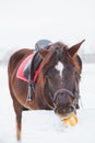 Funny horse face on a sunny spring day Royalty Free Stock Photo