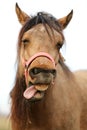 Funny closeup portrait of morgan mare head and nose Royalty Free Stock Photo