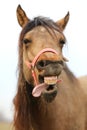 Funny closeup portrait of morgan mare head and nose Royalty Free Stock Photo