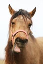 Funny closeup portrait of morgan mare head and nose Royalty Free Stock Photo