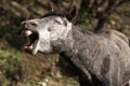 Funny horse head closeup of young stallion smiling and laughing with large teeth. Horse Face Smile Royalty Free Stock Photo