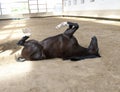 Funny Horse lie on the back