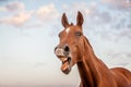 Funny horse Royalty Free Stock Photo