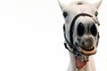 Funny horse portrait isolated white background. Royalty Free Stock Photo