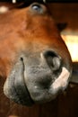 Funny horse portrait with mouth close camera Royalty Free Stock Photo