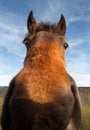 Funny horse with wild eyes Royalty Free Stock Photo