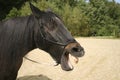 Funny horse yawn and show teeth with opened mouth