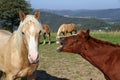 Funny horses Royalty Free Stock Photo