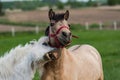Funny horses face expression with teeth Royalty Free Stock Photo