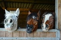 Funny horses in their stable Royalty Free Stock Photo