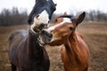 Funny horses Royalty Free Stock Photo