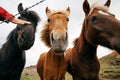 Funny horses in windy weather Royalty Free Stock Photo