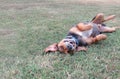 Silly dog playing rolling in grass