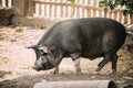 Funny Household A Large Black Pig Walking In Farm Yard Barnyard. Pig Farming Royalty Free Stock Photo