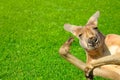 Funny human looking kangaroo on a lawn