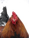 Funny or humorous close up head portrait of a male chicken or rooster with beautiful orange feathers bright red comb and wattle Royalty Free Stock Photo