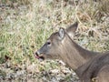 A funny or humorous wildlife photograph of a brown furred female doe white tailed deer licking its nose and laying in brown grass Royalty Free Stock Photo