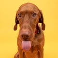 Funny hungarian vizsla dog headshot with tongue out front view studio portrait. Dog wearing red pet collar with looking at camera. Royalty Free Stock Photo