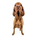 Funny hungarian vizsla with huge nose in white studio