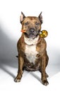 Funny hungry american staffordshire terrier dog with traditional russian painted spoon. The dog asks for food. Hungry