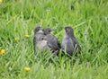 Funny hungry baby Starling is walking through the grass in spri