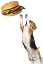 Funny hungry beagle dog and appetizing hamburger