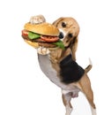 Funny hungry beagle dog and appetizing hamburger