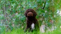 Funny hungry brown puppy lagotto romagnolo sitting on the grass and looking at the camera in summer with copy space