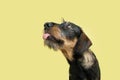 Funny hungry dachshund puppy dog begging food. Isolated on yellow pastel background Royalty Free Stock Photo