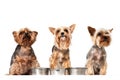 Funny hungry dogs with empty dishes.