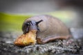 funny hungry gourmand snail slug eating cep mushroom macro close up